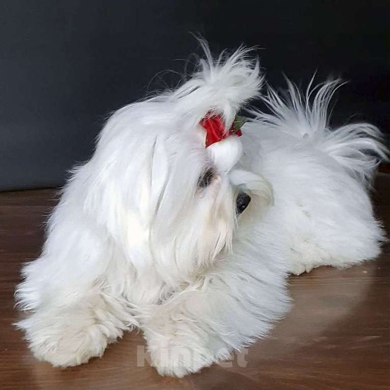 Собаки в Зеленограде: Мальтезе РКФ  Мальчик, 60 000 руб. - фото 2