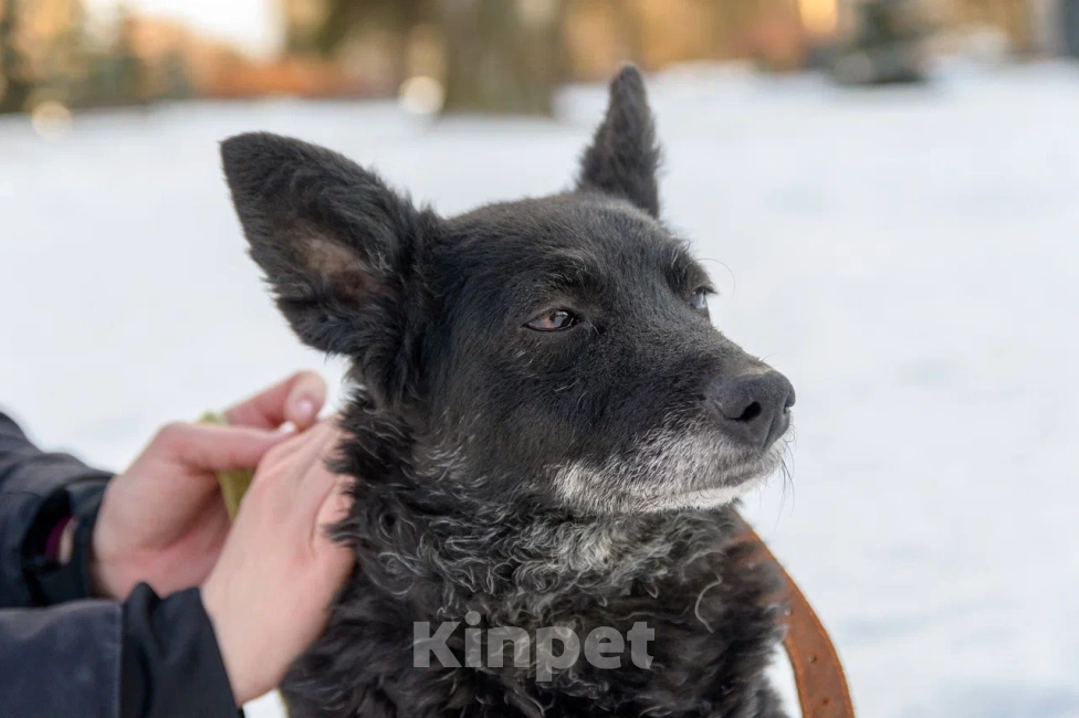 Собаки в Москве: Дина Девочка, Бесплатно - фото 4