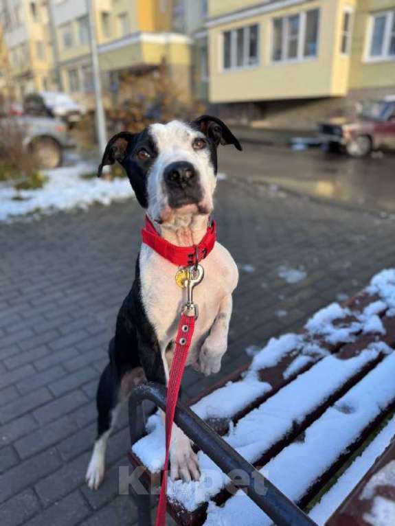 Собаки в Москве: Идеальная ласковая питбуль Розочка в добрые руки Девочка, 1 руб. - фото 5