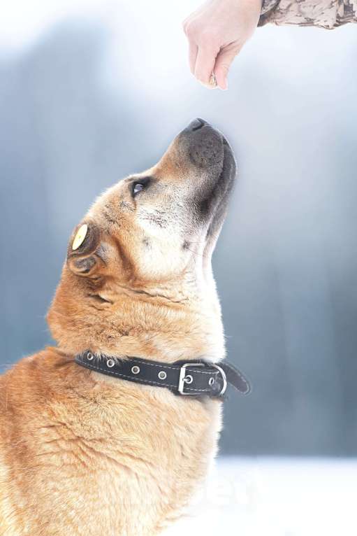 Собаки в Клине: Зоя — самостоятельная собачка Девочка, Бесплатно - фото 8