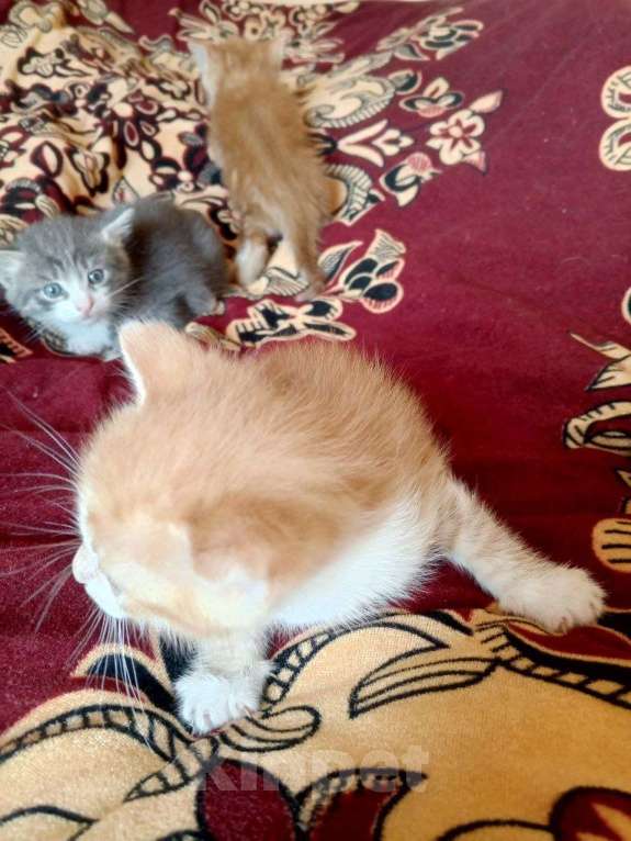 Кошки в других городах Тульской области: 2 котика и 2 кошечки, кушают, к туалету приучены, от кошки мышелова Мальчик, Бесплатно - фото 5