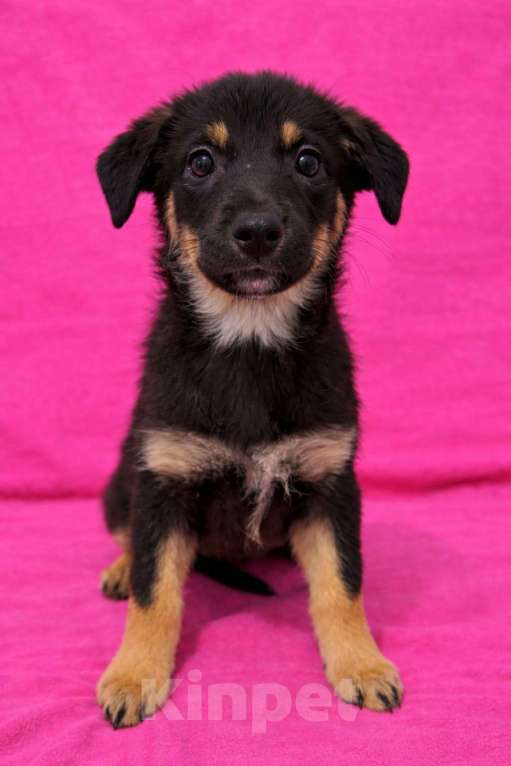 Собаки в Химках: Девочка Гайка Девочка, Бесплатно - фото 3