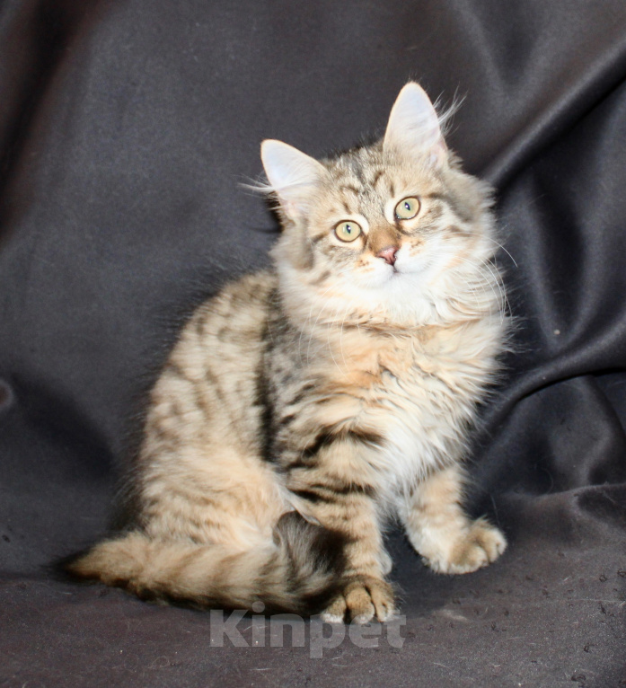 Кошки в Тюмени: Сибирский котёнок Разнополые, 25 000 руб. - фото 2