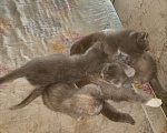Кошки в Кувандыке: Отдам в добрые руки котенка! Приучен к лотку, не хулиганит, хорошо кушает Мальчик, Бесплатно - фото 4