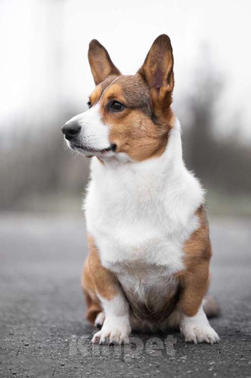Собаки в Воскресенске: Вязка Вельш корги кардиган Мальчик, Бесплатно - фото 2