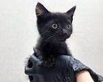Кошки в Москве: Черный котенок мальчик в добрые руки Мальчик, Бесплатно - фото 2