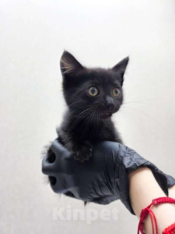 Кошки в Москве: Черный котенок мальчик в добрые руки Мальчик, Бесплатно - фото 2