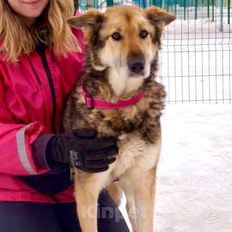 Собаки в Москве: Бобик Мальчик, Бесплатно - фото 2