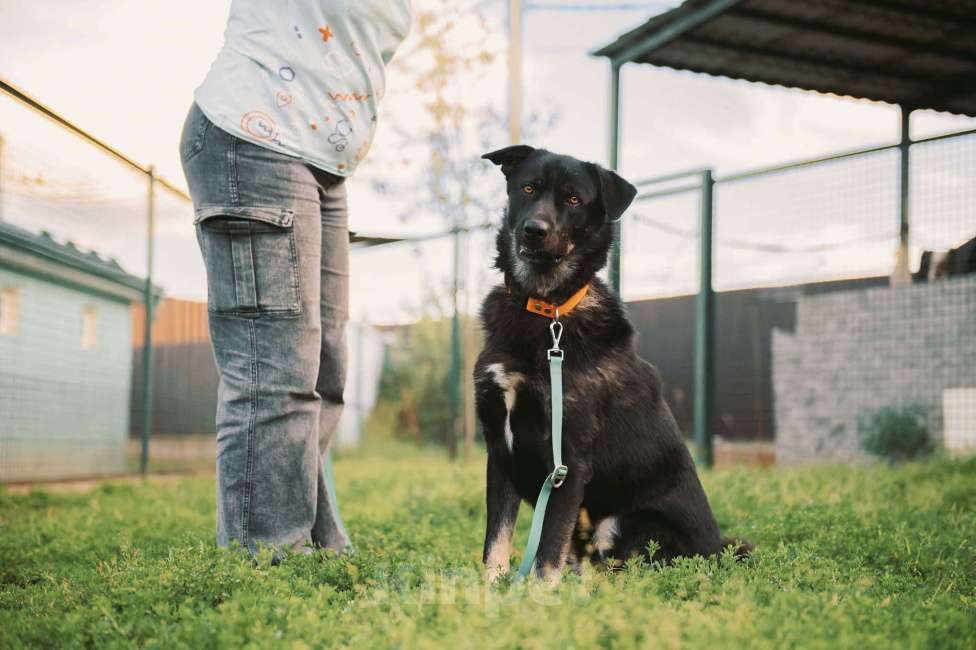 Собаки в Москве: Дик Мальчик, Бесплатно - фото 2