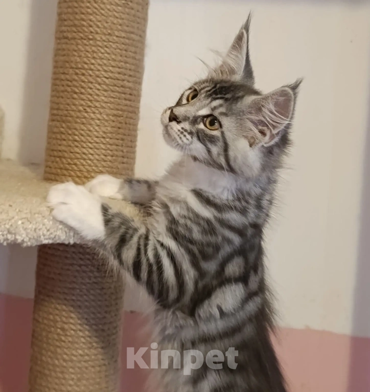 Кошки в Волгограде: Питомник кошек породы мейн-кун предлагает замечательных котят Разнополые, 100 000 руб. - фото 5