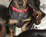 Собаки в Нижнем Новгороде: Щенки добермана  Девочка, 30 000 руб. - фото 4