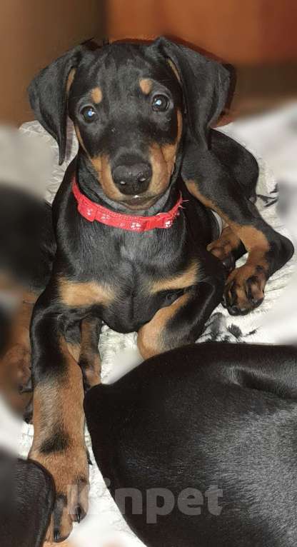 Собаки в Нижнем Новгороде: Щенки добермана  Девочка, 30 000 руб. - фото 4