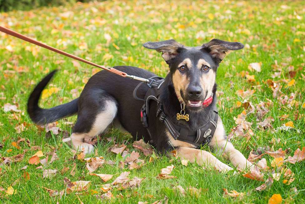 Собаки в Москве: Неужели я никому не нужна? Девочка, Бесплатно - фото 3
