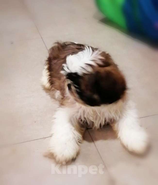 Собаки в Саратове: Ши-тцу  Мальчик, 30 000 руб. - фото 3