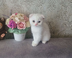 Кошки в Тюмени: Продам котят-британцев Девочка, 5 000 руб. - фото 3