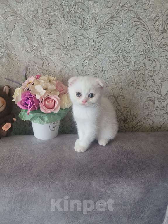 Кошки в Тюмени: Продам котят-британцев Девочка, 5 000 руб. - фото 3