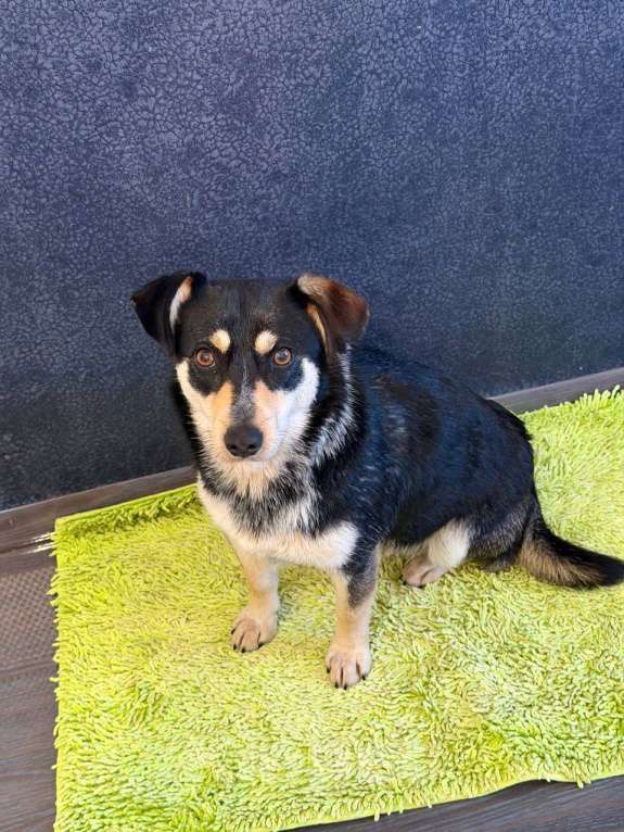 Собаки в Рузе: Мэри в добрые руки Девочка, Бесплатно - фото 4