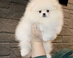Собаки в Москве: Элитный мальчик Померанского ШПИЦА Мальчик, 75 000 руб. - фото 2