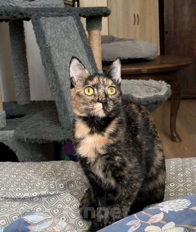 Кошки в Москве: Чрепаховая Нюрочка Девочка, Бесплатно - фото 6