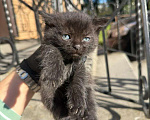 Кошки в других городах Московской области: Черный котенок в добрые руки Девочка, Бесплатно - фото 1