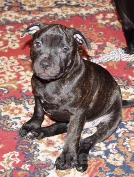 Собаки в Москве: Английский Стаффордширский Бультерьер Разнополые, 60 000 руб. - фото 4