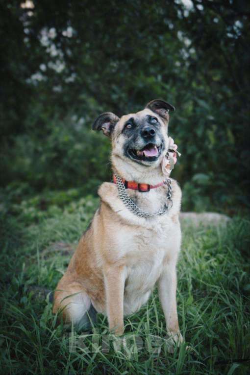 Собаки в других городах Московской области: Девочка Банди ищет дом Девочка, Бесплатно - фото 3
