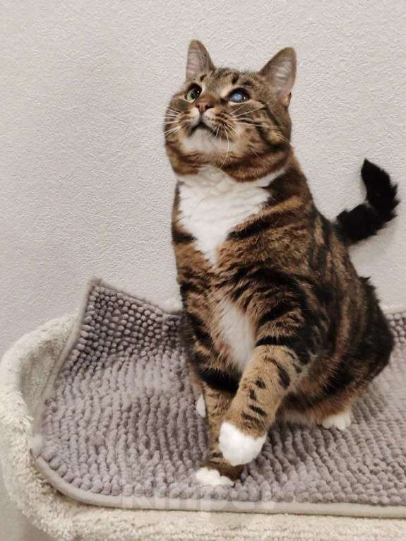 Кошки в Москве: Василиса: уютная булочка с мраморной шубкой ищет семью Девочка, Бесплатно - фото 4