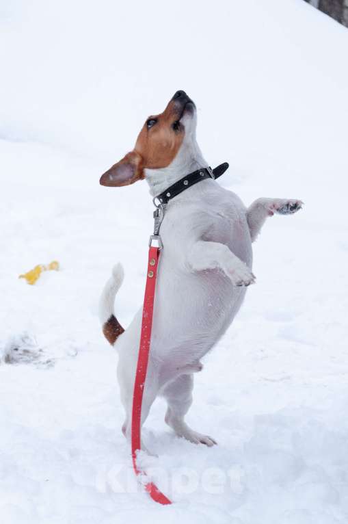 Собаки в Ногинске: Майло ждет свою семью в приюте Мальчик, Бесплатно - фото 3