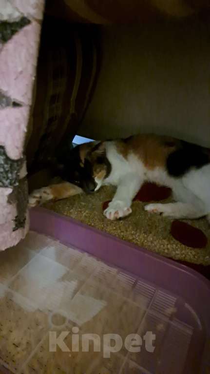 Кошки в Нижневартовске: Отдам в добрые руки Девочка, Бесплатно - фото 3