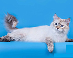 Кошки в Новосибирске: Yakira iz Lukomoriay Девочка, 25 000 руб. - фото 3