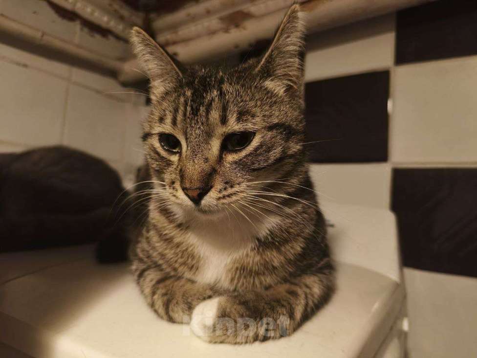 Кошки в других городах Краснодарского края: Отдам друзей в хорошие руки Девочка, Бесплатно - фото 2