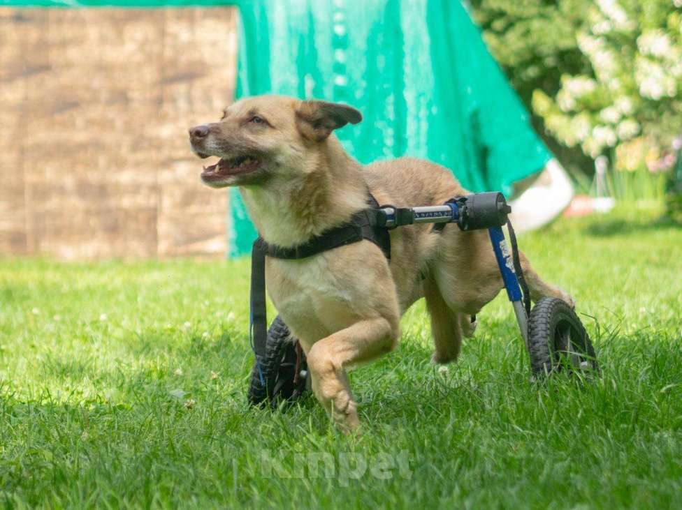 Собаки в Москве: Небольшая особенная собачка в поисках дома и семьи! Девочка, Бесплатно - фото 7