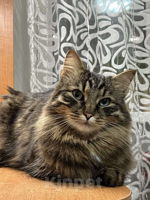 Кошки в Воскресенске: Потерялся кот по кличке Кекс Мальчик, Бесплатно - фото 3