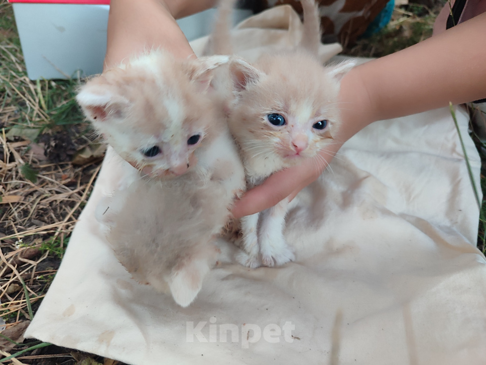 Кошки в Ставрополе: Отдам бездомных котят Мальчик, Бесплатно - фото 7