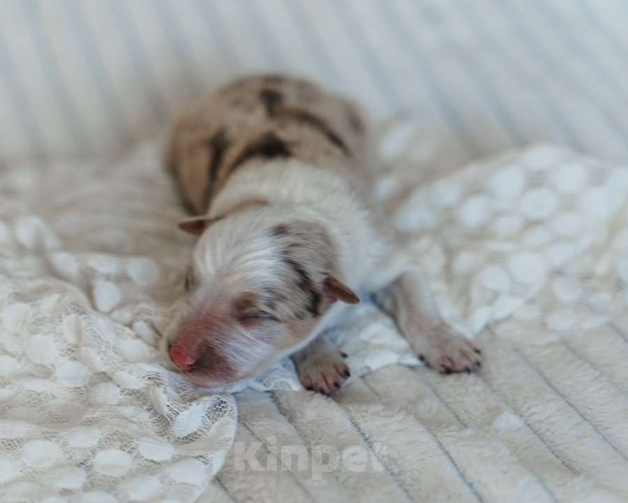 Собаки в Москве: Мальчик мрамор Документы РКФ бордер колли Мальчик, 110 000 руб. - фото 4