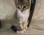 Кошки в Нижнем Новгороде: Отдам кошечку в добрые руки  Девочка, Бесплатно - фото 3