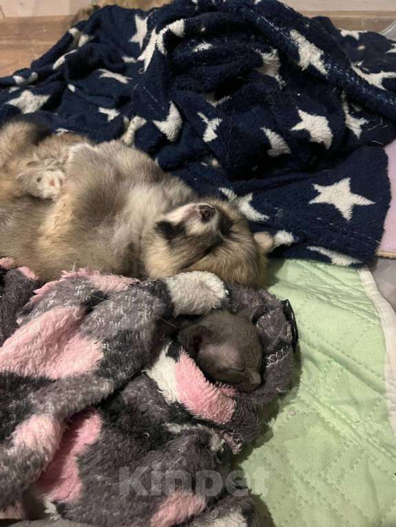 Собаки в Химках: Девочки  активные, игривые, шкодницы Девочка, 35 000 руб. - фото 8