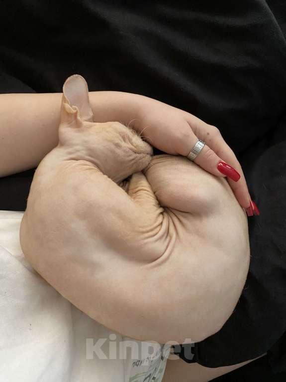 Кошки в Воронеже: Кошечка в добрые руки  Девочка, Бесплатно - фото 2