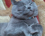 Кошки в Краснодаре: Пропал кот в Кущевской Мальчик, 1 000 руб. - фото 1