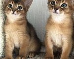 Кошки в Екатеринбурге: Абиссинский котенок  Мальчик, 28 000 руб. - фото 1