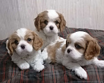 Собаки в Москве: Кавалер Кинг Чарльз спаниель. Мальчик, 75 000 руб. - фото 1