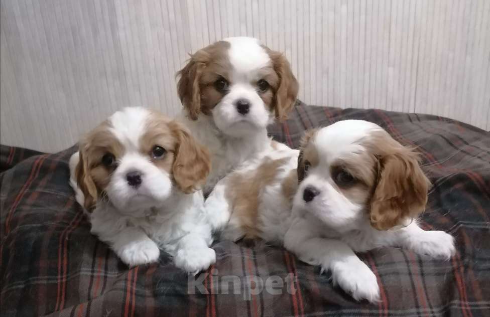 Собаки в Москве: Кавалер Кинг Чарльз спаниель. Мальчик, 75 000 руб. - фото 1