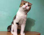 Кошки в Москве: Вислоухий мраморный котик Мальчик, 10 000 руб. - фото 3