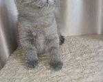 Кошки в Одинцово: Британские котята рождены 12.05.2026 Мальчик, 8 500 руб. - фото 4