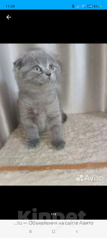 Кошки в Одинцово: Британские котята рождены 12.05.2026 Мальчик, 8 500 руб. - фото 4