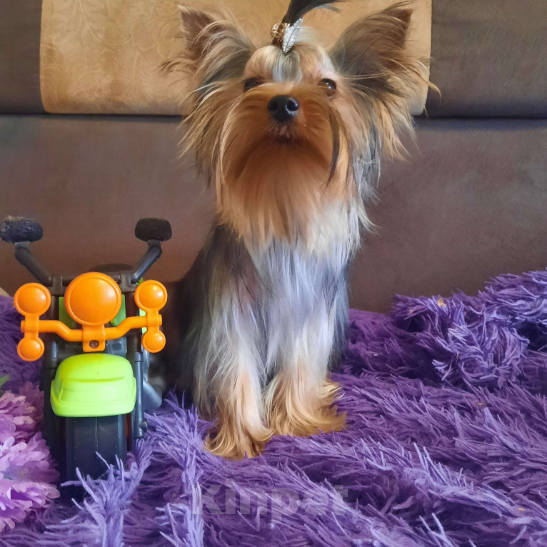 Собаки в Набережных Челнах: Пиксель Блек Стар с РКФ Мальчик, 70 000 руб. - фото 4