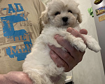 Собаки в Санкт-Петербурге: Мальтипу Ф1 мини мальчик Мальчик, 100 000 руб. - фото 5