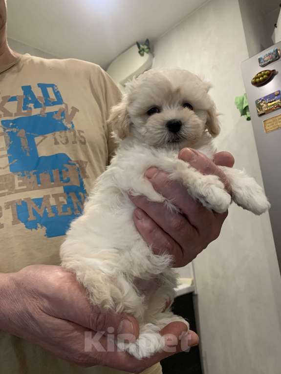 Собаки в Санкт-Петербурге: Мальтипу Ф1 мини мальчик Мальчик, 100 000 руб. - фото 5