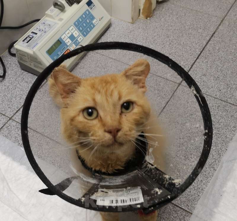 Кошки в Москве: Самый несчастный и самый ласковый кот Билли Уизли ищет дом Мальчик, 1 руб. - фото 5