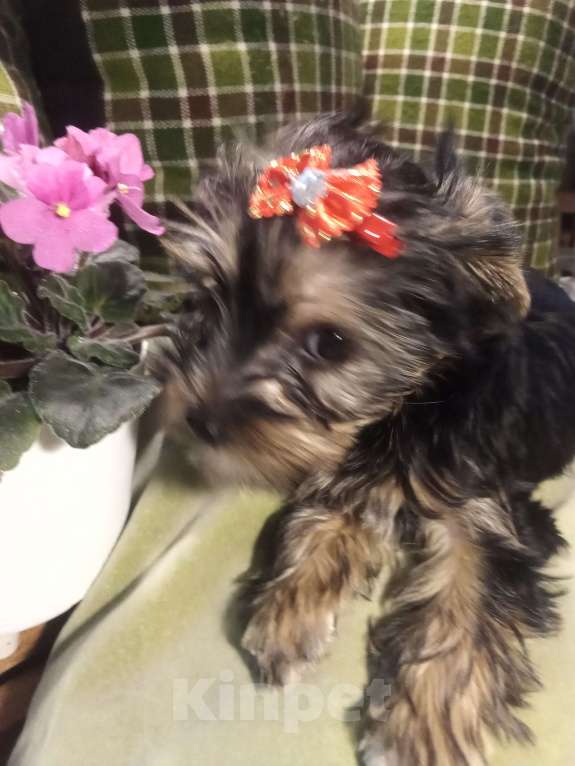 Собаки в Санкт-Петербурге: Щенки йоркширского терьера Девочка, 25 500 руб. - фото 5